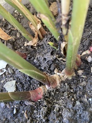 Zingiber officinale