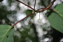 Clematoclethra scandens