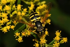 Chrysotoxum elegans