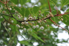 Clematoclethra scandens