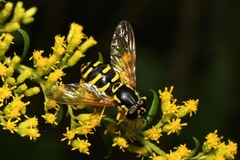 Chrysotoxum elegans