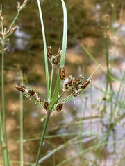 Fimbristylis tomentosa
