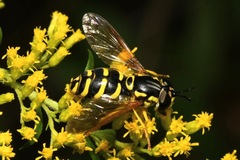 Chrysotoxum elegans