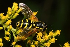 Chrysotoxum elegans