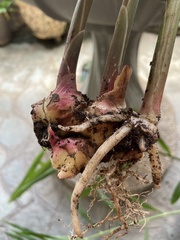 Zingiber officinale