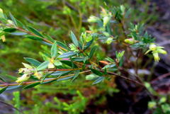 Penaea acutifolia