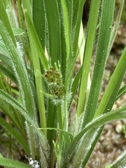 Fimbristylis tomentosa