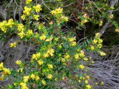 Penaea acutifolia
