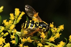 Chrysotoxum elegans