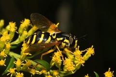 Chrysotoxum elegans