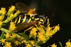 Chrysotoxum elegans