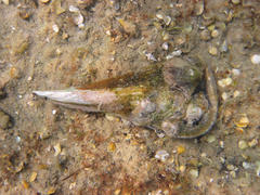 Pinnidae