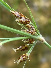 Fimbristylis tomentosa