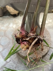Zingiber officinale