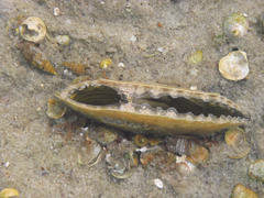 Pinnidae