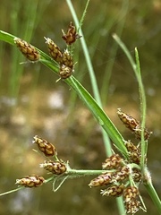Fimbristylis tomentosa