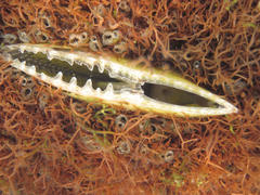 Pinnidae