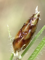 Fimbristylis tomentosa