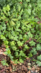Hedera helix
