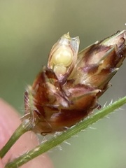 Fimbristylis tomentosa