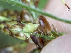 Fimbristylis tomentosa