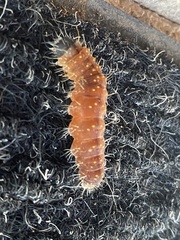 Acronicta afflicta