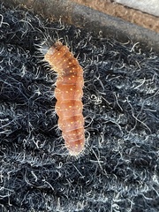 Acronicta afflicta
