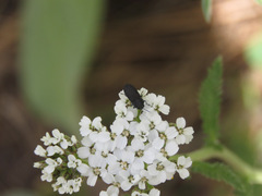 Anthaxiini