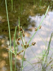 Fimbristylis tomentosa