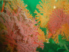 Melithaea rubra