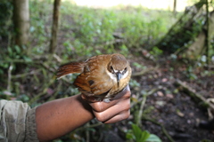 Lesser Ground Robin photo 3