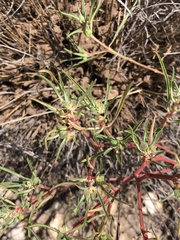 Euphorbia exstipulata