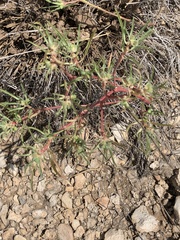Euphorbia exstipulata
