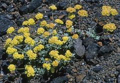 Eriogonum rosense