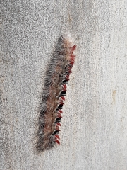 Trichiocercus sparshalli