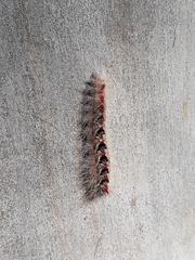 Trichiocercus sparshalli