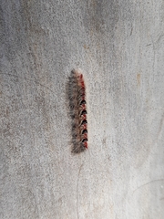 Trichiocercus sparshalli