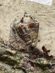 Macrostrombus costatus