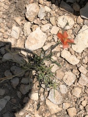 Sphaeralcea leptophylla