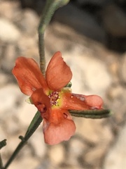 Sphaeralcea leptophylla
