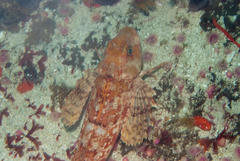 Chelidonichthys capensis