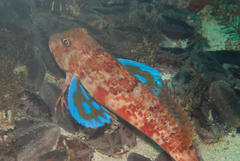 Chelidonichthys capensis