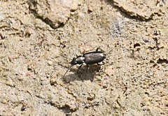 Bembidion americanum