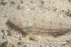 Sand Tonguefish photo 1