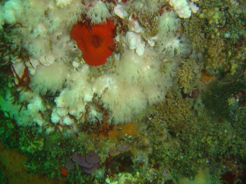 Circularius wilsoni