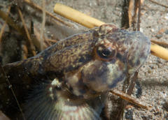 Caffrogobius nudiceps