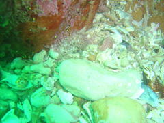 Anthopleura michaelseni