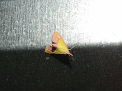 Choristostigma