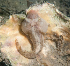 Apletodon pellegrini