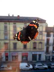 Vanessa atalanta